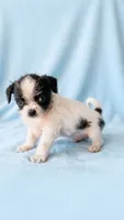 Oscar, a male Chihuahua and Shih Tzu for sale in Moraine, OH – 1 of 3