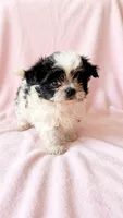 Quinn, a female Chihuahua and Shih Tzu for sale in Moraine, OH – 1 of 3