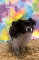 Buster, a male Chihuahua and Shih Tzu for sale in Moraine, OH – Photo 1 of 2