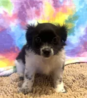 Buster, a male Chihuahua and Shih Tzu for sale in Moraine, OH – Photo 2 of 2