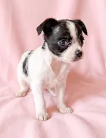 Pixie, a female Chihuahua and Shih Tzu for sale in Moraine, OH – 2 of 3