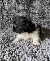 Tanner, a male Chihuahua and Shih Tzu for sale in Moraine, OH – Photo 3 of 3