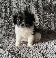 Tanner, a male Chihuahua and Shih Tzu for sale in Moraine, OH – Photo 1 of 3