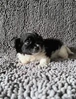 Tanner, a male Chihuahua and Shih Tzu for sale in Moraine, OH – Photo 2 of 3