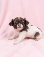 Honey, a female Chihuahua and Shih Tzu for sale in Moraine, OH – 4 of 4