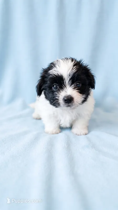 Archie – Chihuahua, Shih Tzu puppy for sale in Moraine, OH