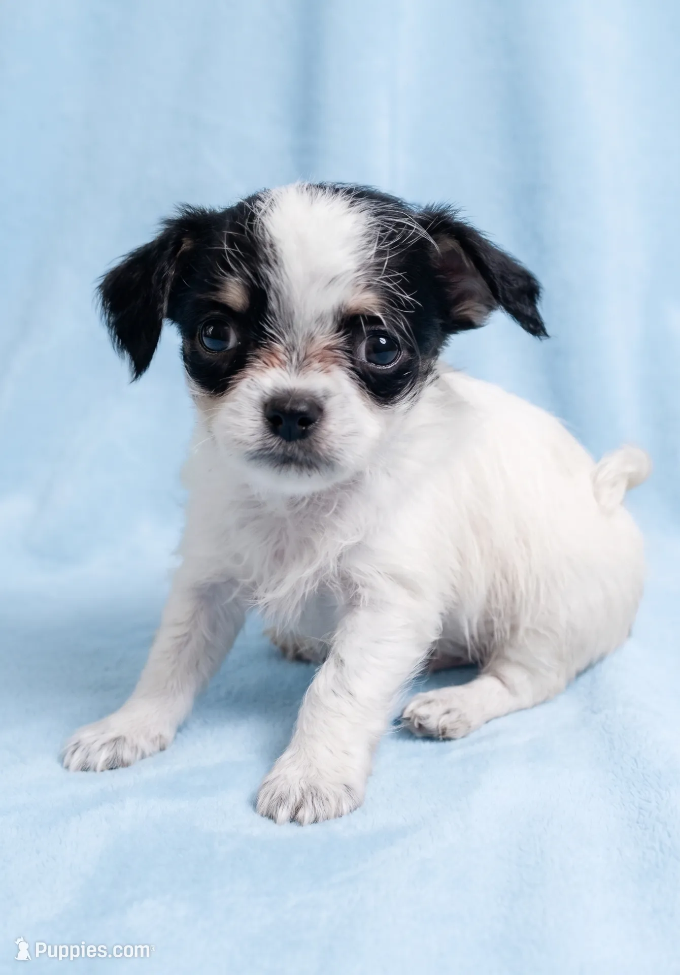 Tucker – Chihuahua and Shih Tzu Puppy for Sale in Moraine, OH