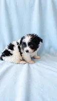Archie, a male Chihuahua and Shih Tzu for sale in Moraine, OH – 3 of 4