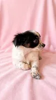 Sadie, a female Chihuahua and Shih Tzu for sale in Moraine, OH – 4 of 4