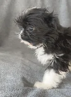 Joy, a female Chihuahua and Shih Tzu for sale in Moraine, OH – Photo 2 of 2