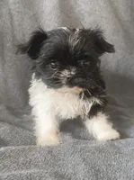 Joy, a female Chihuahua and Shih Tzu for sale in Moraine, OH – Photo 1 of 2