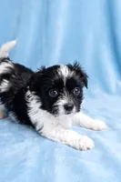 Ozzie, a male Chihuahua and Shih Tzu for sale in Moraine, OH – 4 of 4