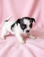 Maggie, a female Chihuahua and Shih Tzu for sale in Moraine, OH – 1 of 4