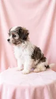 Scarlett, a female Chihuahua and Shih Tzu for sale in Moraine, OH – 2 of 3