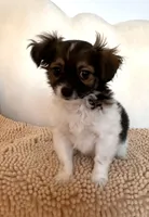 Poppy, a female Chihuahua and Shih Tzu for sale in Moraine, OH – Photo 2 of 2