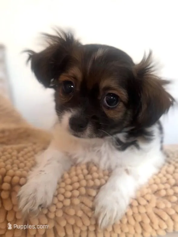 Poppy, a female Chihuahua and Shih Tzu for sale in Moraine, OH – Photo 1 of 2