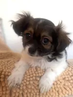 Poppy, a female Chihuahua and Shih Tzu for sale in Moraine, OH – Photo 1 of 2