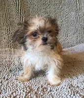 Peter, a male Chihuahua and Shih Tzu for sale in Moraine, OH – Photo 1 of 3