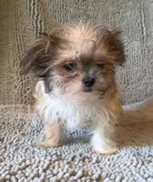 Peter, a male Chihuahua and Shih Tzu for sale in Moraine, OH – Photo 2 of 3