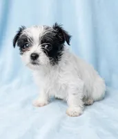 Milo, a male Chihuahua and Shih Tzu for sale in Moraine, OH – Photo 2 of 2