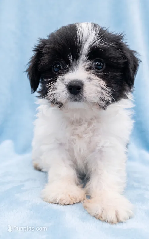 Bruno – Chihuahua, Shih Tzu puppy for sale in Moraine, OH
