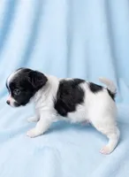 Gus, a male Chihuahua and Shih Tzu for sale in Moraine, OH – Photo 3 of 3