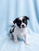 Gus, a male Chihuahua and Shih Tzu for sale in Moraine, OH – Photo 2 of 3