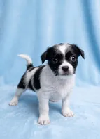 Gus, a male Chihuahua and Shih Tzu for sale in Moraine, OH – Photo 1 of 3
