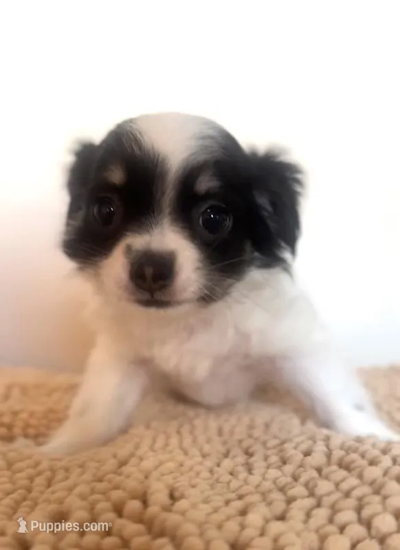 Daisy, a female Chihuahua and Shih Tzu for sale in Moraine, OH – Photo 1 of 2