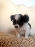 Daisy, a female Chihuahua and Shih Tzu for sale in Moraine, OH – Photo 2 of 2