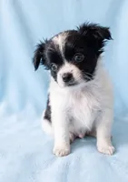 Parker, a male Chihuahua and Shih Tzu for sale in Moraine, OH – 2 of 3