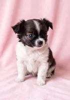 Claire, a female Chihuahua and Shih Tzu for sale in Moraine, OH – 3 of 3