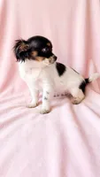 Piper, a female Chihuahua and Shih Tzu for sale in Moraine, OH – 3 of 3