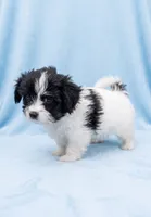 Bruno, a male Chihuahua and Shih Tzu for sale in Moraine, OH – 3 of 4