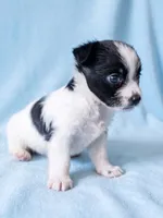 Scout, a male Chihuahua and Shih Tzu for sale in Moraine, OH – 3 of 3