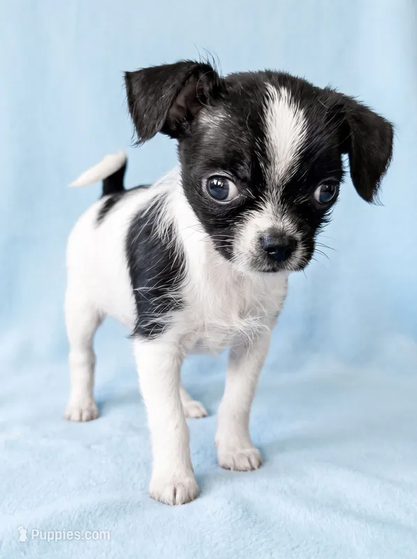 Brutus – Chihuahua, Shih Tzu puppy for sale in Moraine, OH