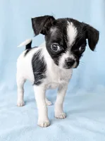 Brutus, a male Chihuahua and Shih Tzu for sale in Moraine, OH – 1 of 4