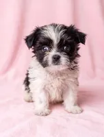 Dolly, a female Chihuahua and Shih Tzu for sale in Moraine, OH – 1 of 4