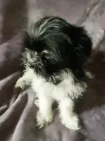 Michelle, a female Chihuahua and Shih Tzu for sale in Moraine, OH – Photo 4 of 4