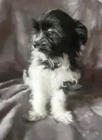 Michelle, a female Chihuahua and Shih Tzu for sale in Moraine, OH – Photo 3 of 4