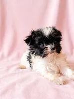 Ruby, a female Chihuahua and Shih Tzu for sale in Moraine, OH – 2 of 4