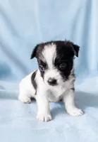 Scout, a male Chihuahua and Shih Tzu for sale in Moraine, OH – 2 of 3