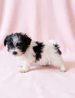 Gracie, a female Chihuahua and Shih Tzu for sale in Moraine, OH – 3 of 4