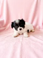 Winnie, a female Chihuahua and Shih Tzu for sale in Moraine, OH – 4 of 5