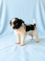 Simon, a male Chihuahua and Shih Tzu for sale in Moraine, OH – 2 of 3