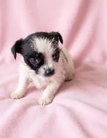 Maggie, a female Chihuahua and Shih Tzu for sale in Moraine, OH – 3 of 4