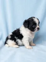 Bear, a male Chihuahua and Shih Tzu for sale in Moraine, OH – 2 of 3