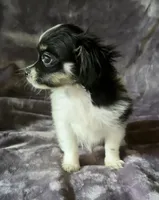 Oliver, a male Chihuahua and Shih Tzu for sale in Moraine, OH – Photo 3 of 3