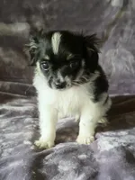 Oliver, a male Chihuahua and Shih Tzu for sale in Moraine, OH – Photo 2 of 3