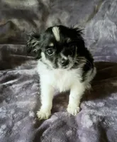 Oliver, a male Chihuahua and Shih Tzu for sale in Moraine, OH – Photo 1 of 3